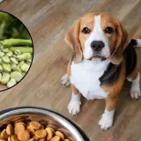 Czy pies może jeść bob? Na zdjęciu beagle siedzi obok miski z karmą, a w okręgu widać świeże boby.