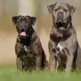 Dwa potężne psy rasy cane corso siedzą na trawie. Jeden jest pręgowany, drugi szary.