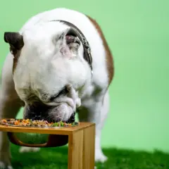 Buldog zajada się pysznym jedzeniem. Dowiedz się, jak obliczyć zapotrzebowanie kaloryczne psa, by zapewnić mu zdrowie i energię.