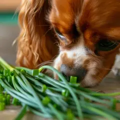 Cavalier King Charles Spaniel wącha szczypiorek. Czy pies może jeść szczypiorek? To pytanie zadaje sobie wielu właścicieli czworonogów.
