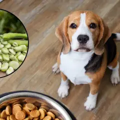 Czy pies może jeść bob? Na zdjęciu beagle siedzi obok miski z karmą, a w okręgu widać świeże boby.