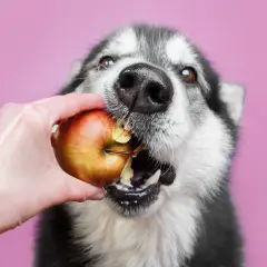 Czy pies może jeść jabłko? Ten uroczy piesek z pewnością tak! Z apetytem gryzie czerwone jabłko podane mu przez dłoń.