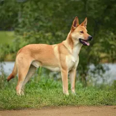 Elegancki carolina dog stoi na trawie, z pyszczkiem lekko otwartym, w tle jezioro i drzewa.