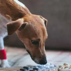 Pies w pozycji modlitewnej przygląda się lekom. Czerwony bandaż na łapce sugeruje, że potrzebuje pomocy.