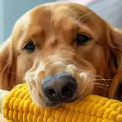 Złoty retriever z zabawką w kształcie kolby kukurydzy. Czy pies może jeść popcorn? Ta zabawka wygląda apetycznie, ale lepiej zapytać weterynarza.