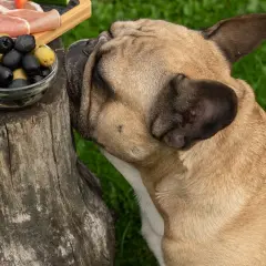 Buldog francuski wącha miseczkę z oliwkami. Czy pies może jeść oliwki? To pytanie zadaje sobie wielu właścicieli czworonogów.