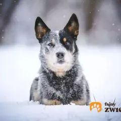 Przystojny pies blue heeler w śnieżnej scenerii. Jego spojrzenie jest czujne, a futro idealnie wtapia się w zimowy krajobraz.