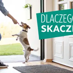 Jak oduczyć psa skakania? Trening z przysmakiem dla energicznego Jack Russell Terriera przy drzwiach.