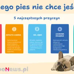 Dlaczego pies nie chce jeść? 5 przyczyn: brudna miska, zepsuta karma, ból zęba, choroba żołądka, przejedzenie. Piesek wygląda na smutnego.