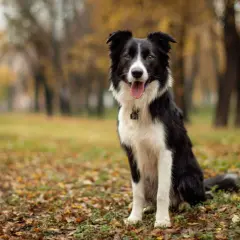 Piękny border collie siedzi na jesiennym tle. Ile żyje taki pies? Średnio 10-17 lat.