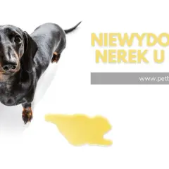 Czarny jamnik na białym tle, obok kałuża. Tekst: "Niewydolność nerek u psa". Gdzie są nerki u psa?