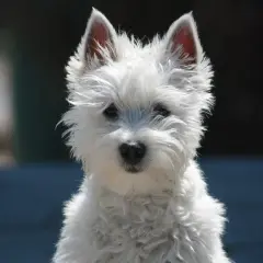 Uroczy west terrier biały z nastroszoną sierścią i czujnymi uszami patrzy prosto w obiektyw.