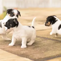 Trzy szczenięta Jack Russell Terrier uczą się chodzić, bawiąc się na zewnątrz.