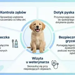 Uroczy szczeniak golden retrievera. Grafika podpowiada, jak dbać o jego zęby, czy pies ma mleczaki, jak je kontrolować i czyścić.