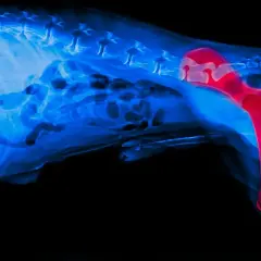 Rentgen psa z widoczną dysplazją stawu biodrowego. Czerwone obszary wskazują na nieprawidłowości w stawie biodrowym.