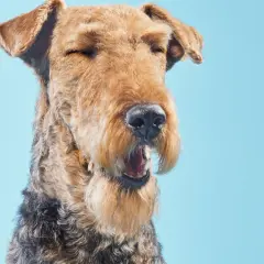 Airedale terrier z zamkniętymi oczami i otwartym pyskiem, wygląda jakby miał kichanie wsteczne u psa.