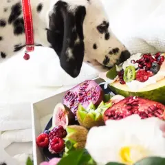 Dalmatyńczyk wącha talerz z owocami: granaty, figi, kiwi, maliny, borówki. Zastanawia się, jakie owoce może jeść pies.