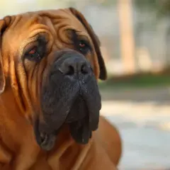 Duży brązowy pies rasy boerboel z pomarskowanym pyskiem i łagodnym spojrzeniem.