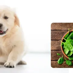 Uroczy szczeniak golden retrievera zastanawia się, czy pies może jeść szpinak. Obok miska pełna świeżego szpinaku.