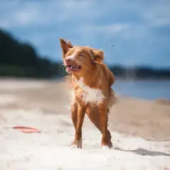 Rudy pies na plaży otrzepuje się z piasku i wody, bo właśnie wyszedł z jeziora.