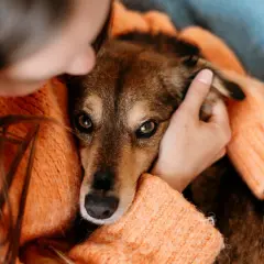 Smutny piesek z przeziębieniem u psa, otulony w pomarańczowy sweter, szuka pocieszenia w ramionach swojej pani.