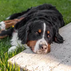 Bernese mountain dog leży na trawie, odpoczywając. Pamiętaj, że ksylitol dla psa jest toksyczny!