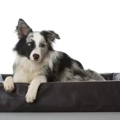 Pies rasy border collie z heterochromią, leżący w brązowym legowisku. Czy pies może mieć ADHD? Ten bystry piesek z pewnością ma mnóstwo energii!