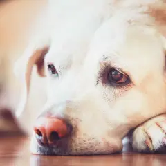 Smutny piesek z leiszmaniozą u psa, leżący na podłodze, z łapą pod głową.
