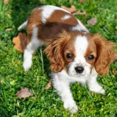 Uroczy piesek rasy Cavalier King Charles Spaniel, o brązowo-białym umaszczeniu, siedzi na trawie.