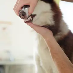 Weterynarz bada blade dziąsła u psa rasy husky. Pies ma biało-brązowe futro.
