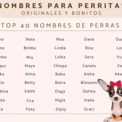 Lista TOP 40 imion dla suczek: Kira, Luna, Atenea, Chiqui, Aika, Bala, Bambina, Enda, Ika, Nala, Bimba, Mia, Maya, Alma, Betty, Edith, Fira, Foxy, Noa, Linda, Laika, Chispa, Baba, Boira, Daga, Higia, Gipsy, Dana, Risa, Sora, Canela, Aisha, Blossom, Dal...