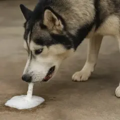 Husky wymiotuje białą pianą. Dowiedz się, co zrobić, gdy pies wymiotuje białą pianą i jak mu pomóc.
