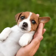 Uroczy szczeniak Jack Russell w dłoniach, idealny kandydat na imię dla szczeniaka.