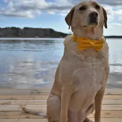 Labrador w żółtej muszce siedzi na drewnianym pomoście nad jeziorem.