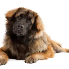Leonberger, potężny pies o gęstej, brązowej sierści, leży spokojnie, spoglądając z zaciekawieniem.