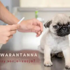 Mały mopsik na stole weterynaryjnym, obok ręce przygotowujące zastrzyk. Czy to kwarantanna szczeniaka, czy czas na socjalizację?