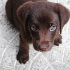 Uroczy, brązowy piesek labrador patrzy w górę z nadzieją.