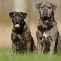 Dwa potężne psy rasy cane corso siedzą na trawie. Jeden jest pręgowany, drugi szary.