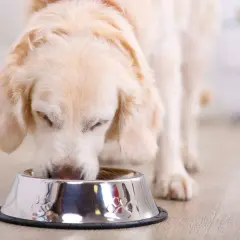 Złocisty retriever pochyla się nad miską, jedząc. Czy pies może jeść groszek? Ten słodki piesek na pewno chętnie spróbowałby!