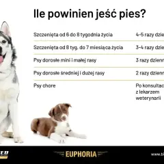 Tabela z zaleceniami dotyczącymi karmienia psów. Dowiedz się, jaka dieta dla psa jest najlepsza w zależności od wieku i rasy.