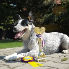 Szczęśliwy australijski pies pasterski leży obok pucharu i rozety, dumny ze swoich osiągnięć.