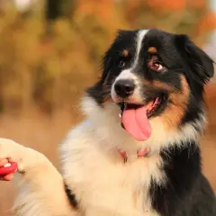Szkolenie psa: pies podaje łapę, w tle jesienne liście.