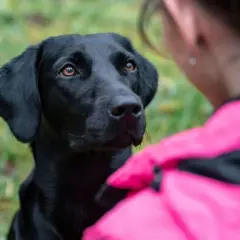 Czarny labrador patrzy z uwagą na dziewczynę w różowej kurtce. Zastanawiasz się, dlaczego pies chodzi za mną krok w krok? To dowód jego przywiązania!