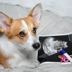 Corgi patrzy na zdjęcie USG i test ciążowy. Czy to oznacza, że pies chodzi w ciąży?