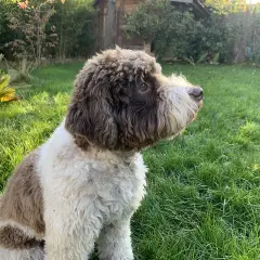 Lagotto romagnolo charakter: pies siedzi na trawie, wpatrzony w dal. Jego kudłata sierść w odcieniach brązu i bieli świadczy o jego żywiołowości.