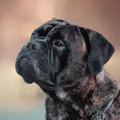 Portret potężnego bullmastiffa. Czy bullmastiff jest agresywny? Ten pies wygląda na spokojnego, ale czujnego.