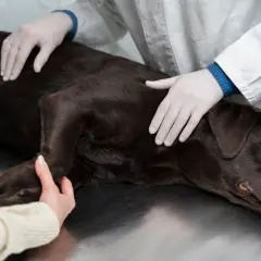 Weterynarz bada psa z dysplazją. Pies leży na stole, a weterynarz delikatnie dotyka jego grzbietu i łapy.