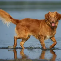 Radosny retriever z Nowej Szkocji brodzi w wodzie, machając puszystym ogonem.