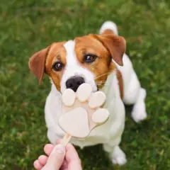 Czy pies może jeść lody? Ten uroczy Jack Russell Terrier z pewnością chciałby spróbować tego lodowego przysmaku w kształcie łapki.