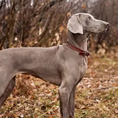 Elegancki wyżeł weimarski w brązowej obroży stoi na tle jesiennego lasu, czujnie wypatrując czegoś w oddali.